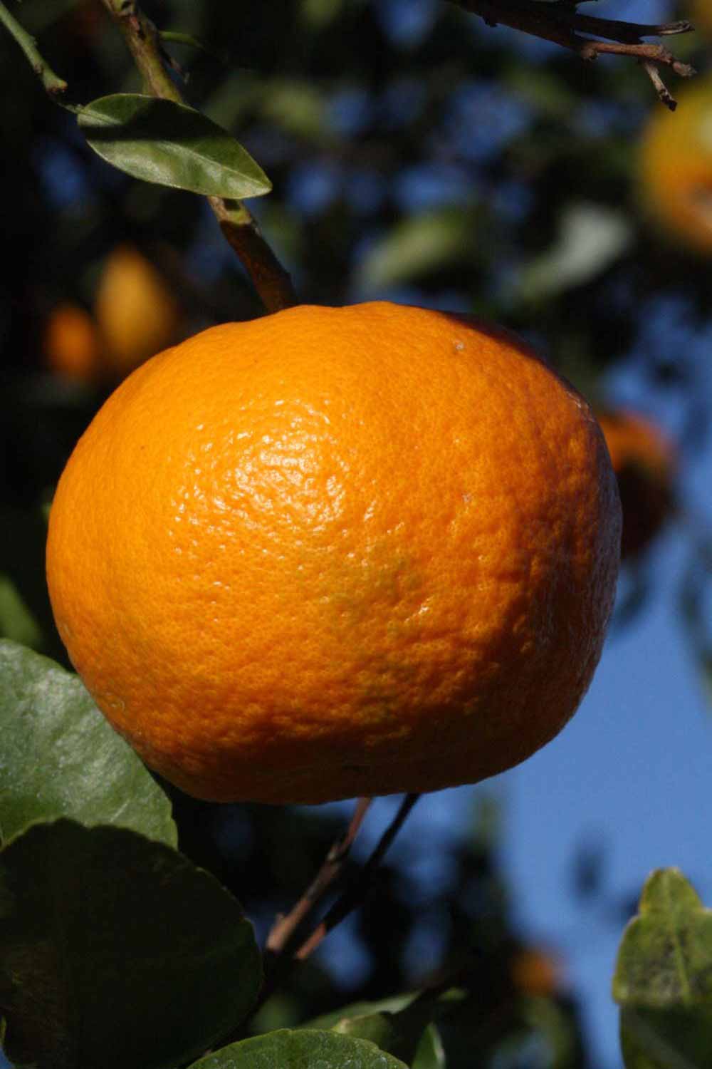            Fruit (Riverside, CA)   